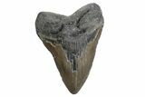 Fossil Megalodon Tooth - North Carolina #380151-1
